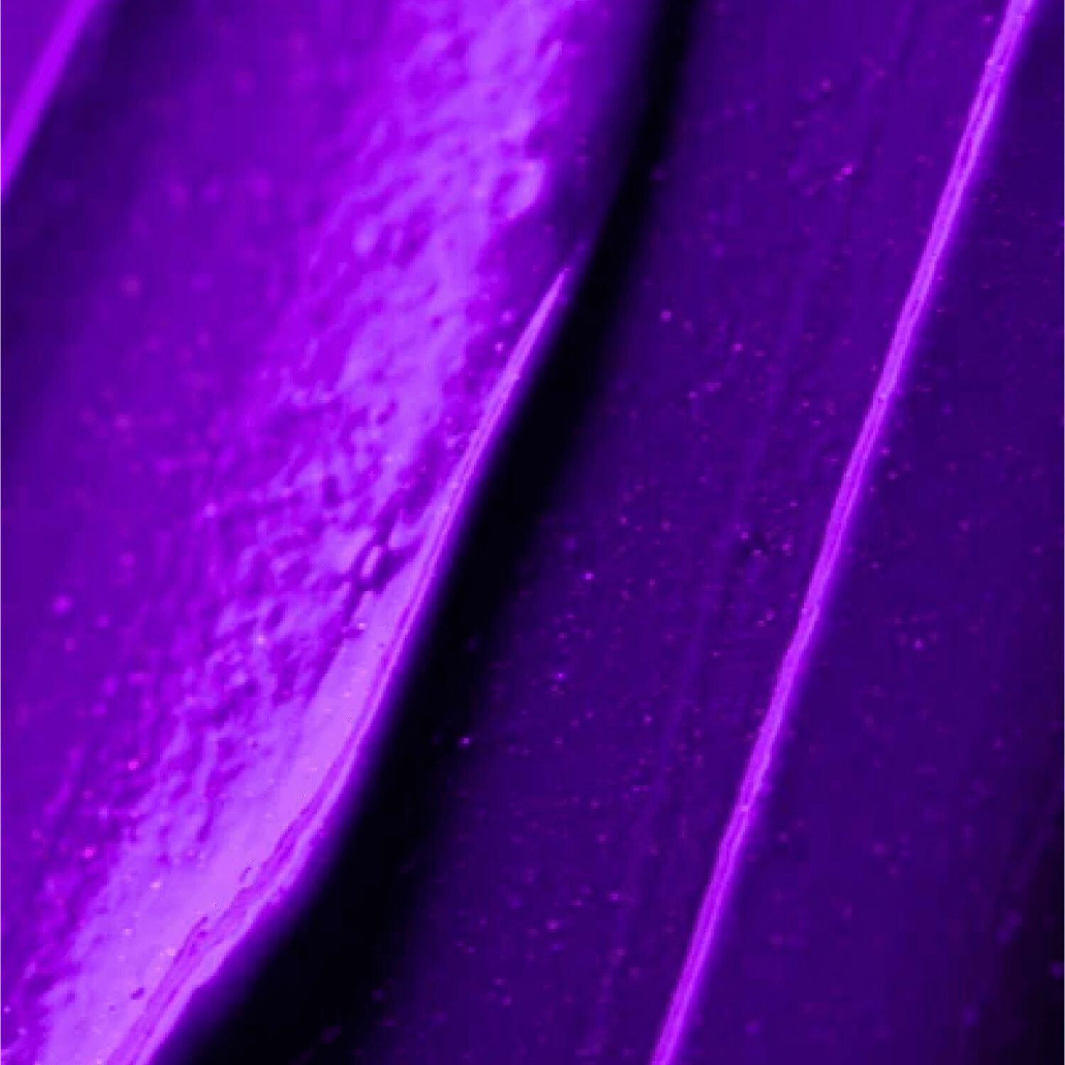 XMONDO Super Purple Color Depositing Mask | Sally Beauty